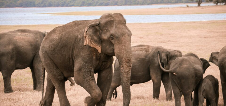 . Wildlife & Nature Tours -lufthlanka tours