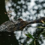 Gallery Thumbnail 8