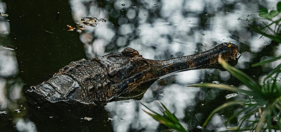 . Wildlife & Nature Tours -lufthlanka tours