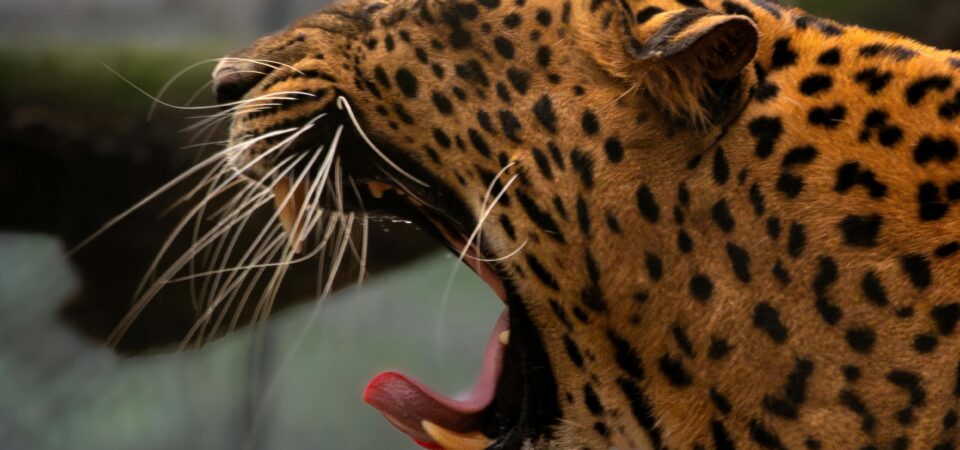 . Wildlife & Nature Tours -lufthlanka tours
