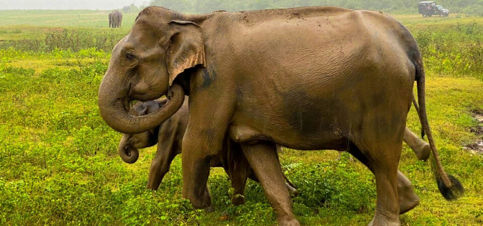 . Wildlife & Nature Tours -lufthlanka tours