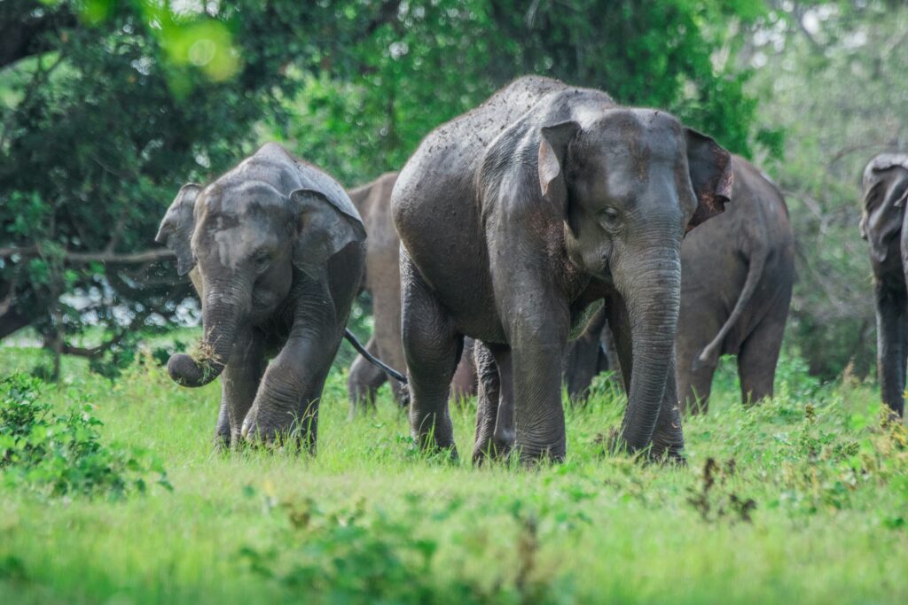 . Wildlife & Nature Tours -lufthlanka tours