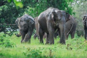. Wildlife & Nature Tours -lufthlanka tours