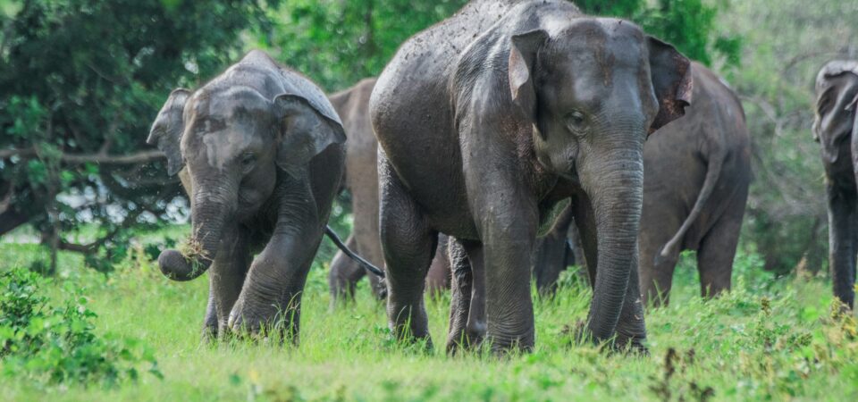 . Wildlife & Nature Tours -lufthlanka tours