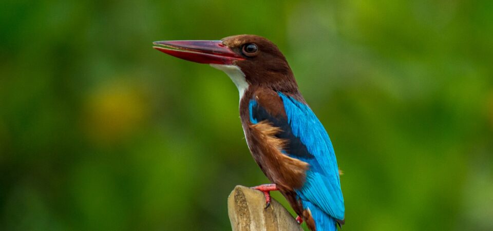 . Wildlife & Nature Tours -lufthlanka tours
