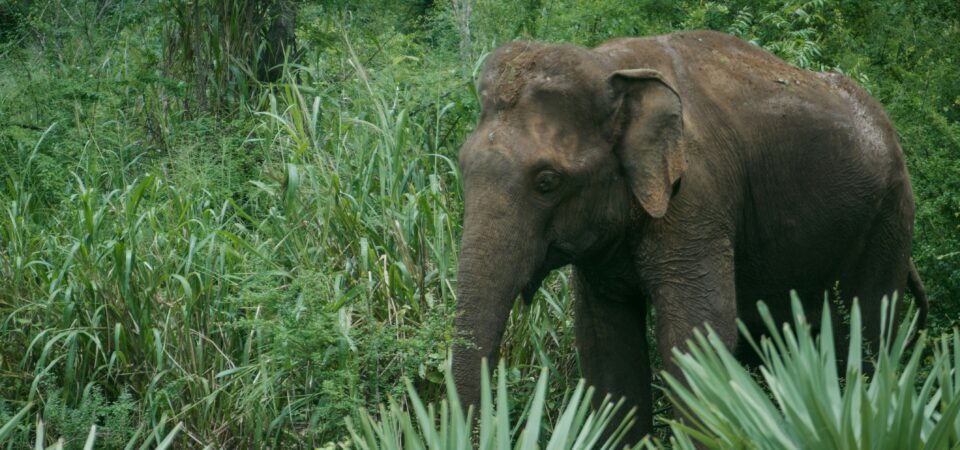 . Wildlife & Nature Tours -lufthlanka tours