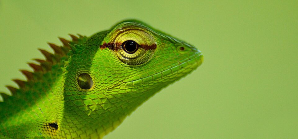 . Wildlife & Nature Tours -lufthlanka tours