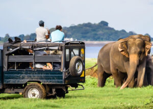 Tourists on a jeep safari watching wild elephants in Sri Lanka’s national park"