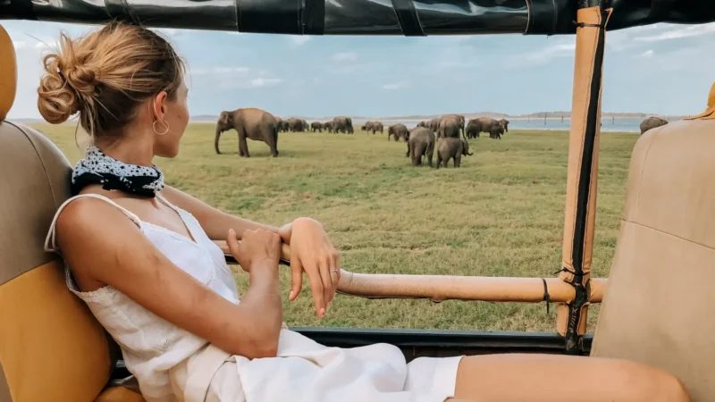 kaudulla-safari-elephants-scaled lufthlanka tours