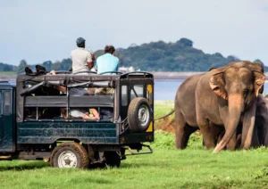 Sri Lanka Wildlife Safari (5 Days / 4 Nights)